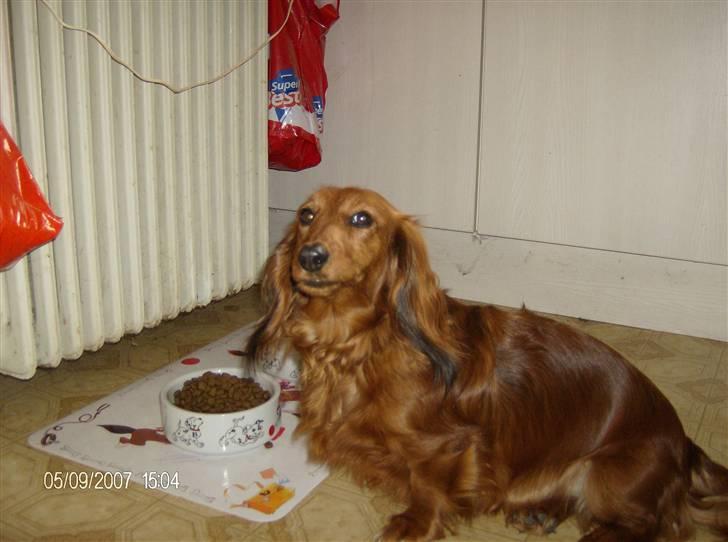 Dværggravhund MILA - mila 4 år billede 8