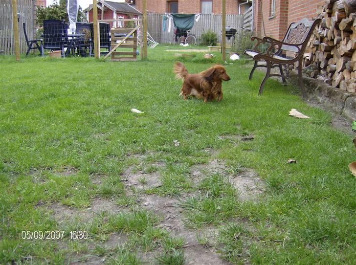 Dværggravhund MILA - ja der er fuld fart over sådan en lille gravhund billede 9
