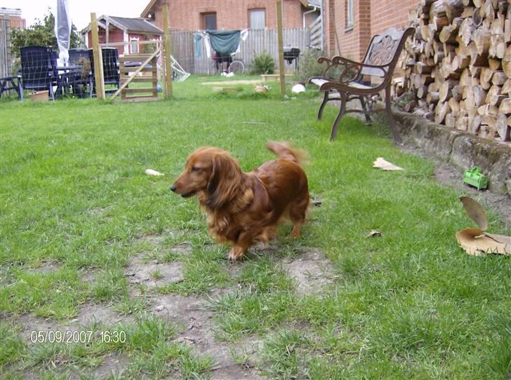 Dværggravhund MILA - det er dejligt med sådan en løbe tur billede 10