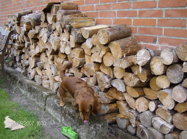Dværggravhund MILA - musen fandt vi ikke men måske næste gang billede 11