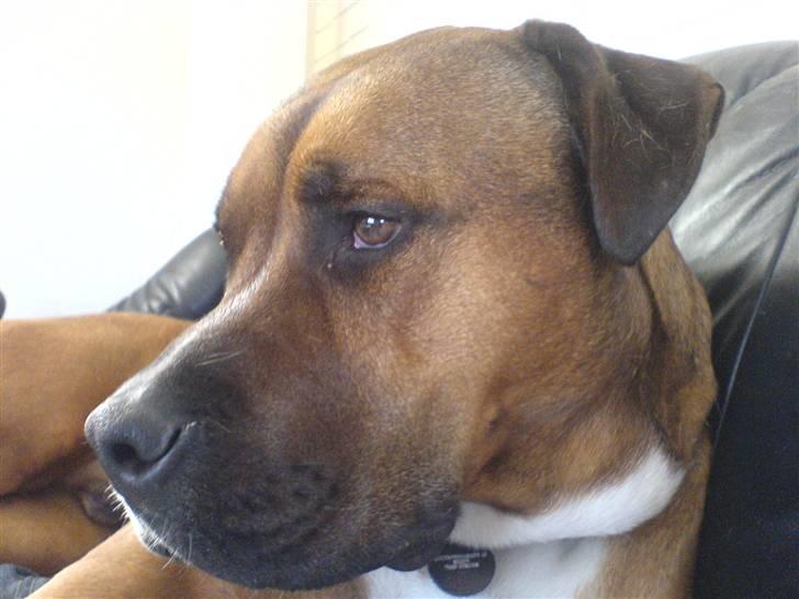 Blanding af racer Shorty - SHH... ser Animal planet... billede 1