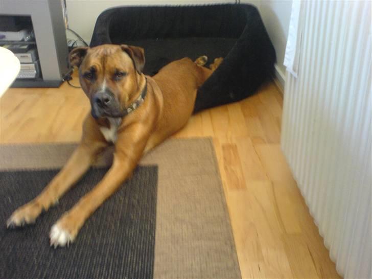 Blanding af racer Shorty - Tak for kurv mor! billede 2