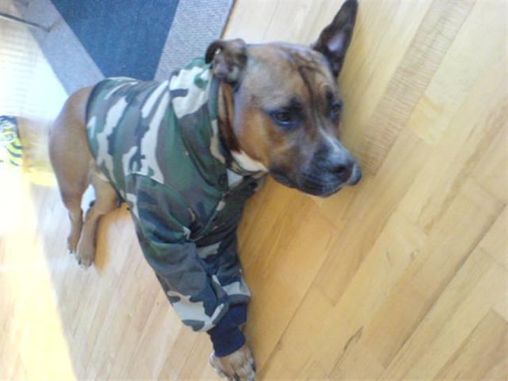 Blanding af racer Shorty - Ej det er ikke sjovt... det her... hunde er ikke til pynt.. billede 3