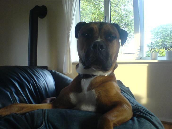 Blanding af racer Shorty - Sagde du GODBIDDER mor?! billede 5