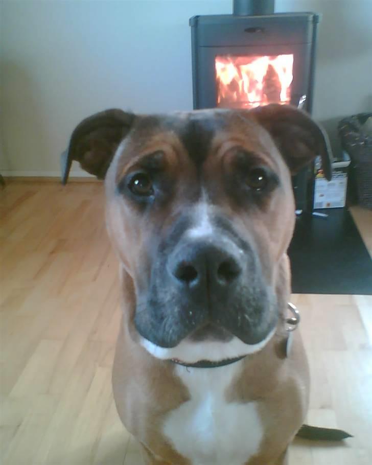 Blanding af racer Shorty billede 6