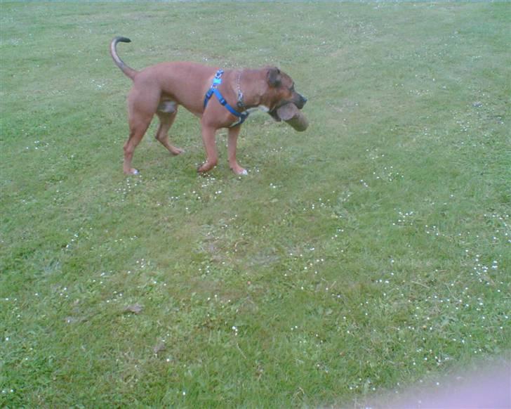 Blanding af racer Shorty billede 7