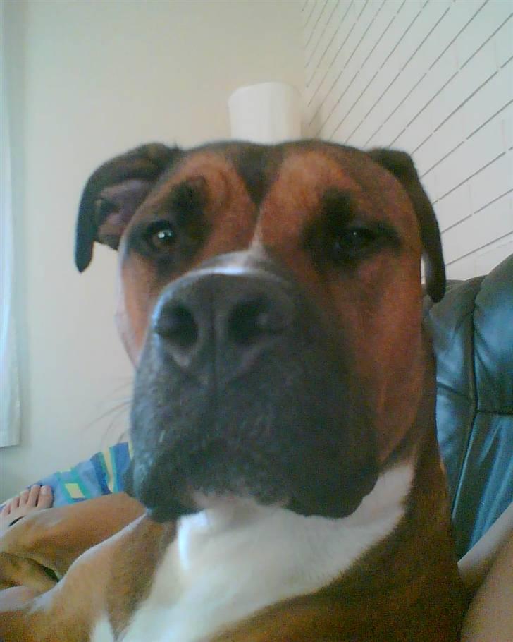 Blanding af racer Shorty - WOW...  billede 8