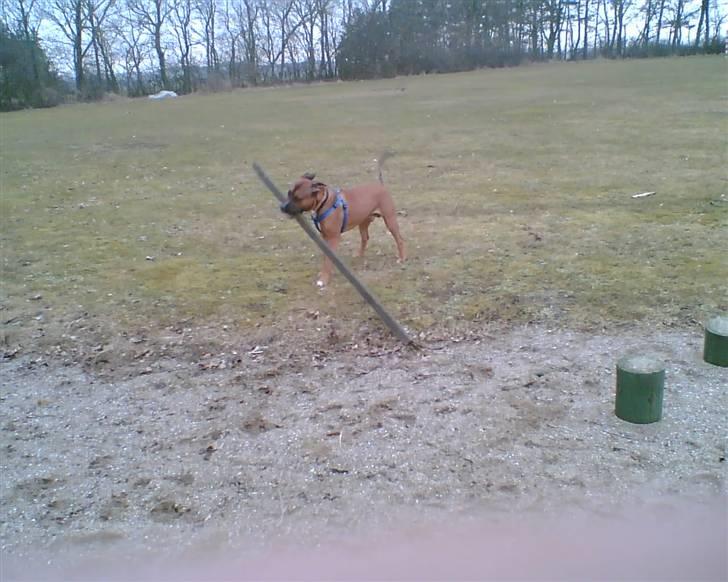 Blanding af racer Shorty - Her mor... har fundet noget til brændeovnen..! billede 9