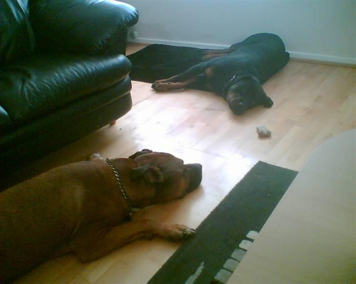 Blanding af racer Shorty - Hvem kommer først?! (Kødbenet ligger imellem dem) billede 10