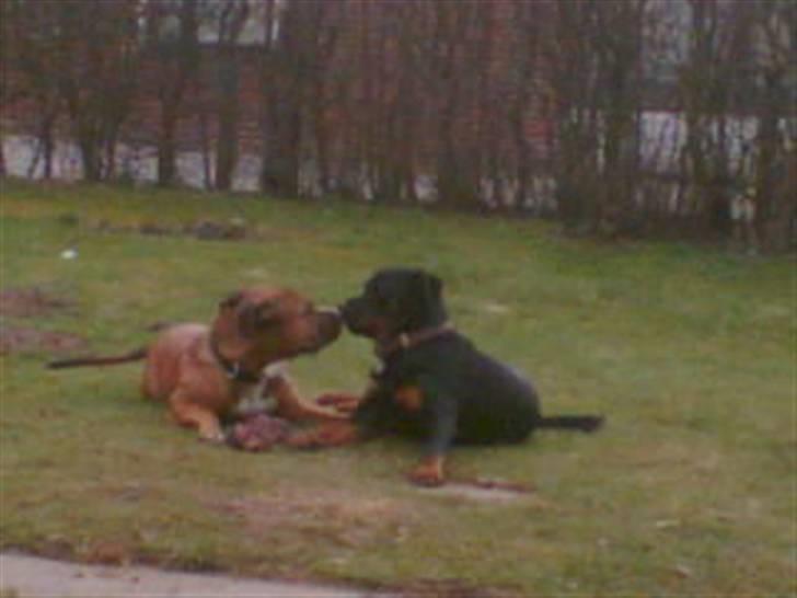 Blanding af racer Shorty - KYS!!! Hans allerbedste legekammerat Zia billede 11