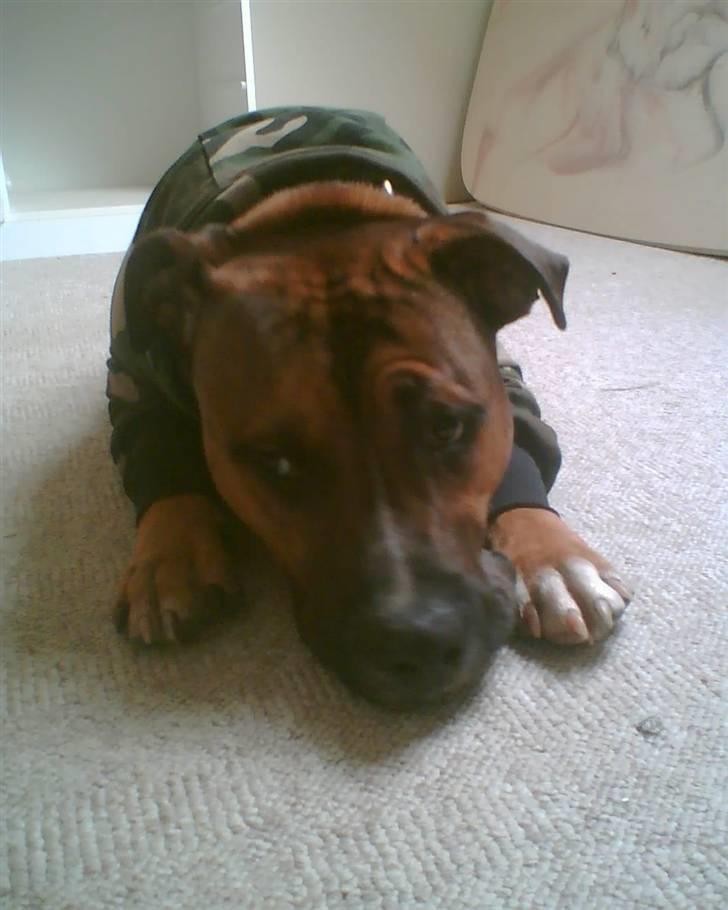 Blanding af racer Shorty - Tøj er ikke til hunde... føler mig bare.. SÅ dum altså! billede 12