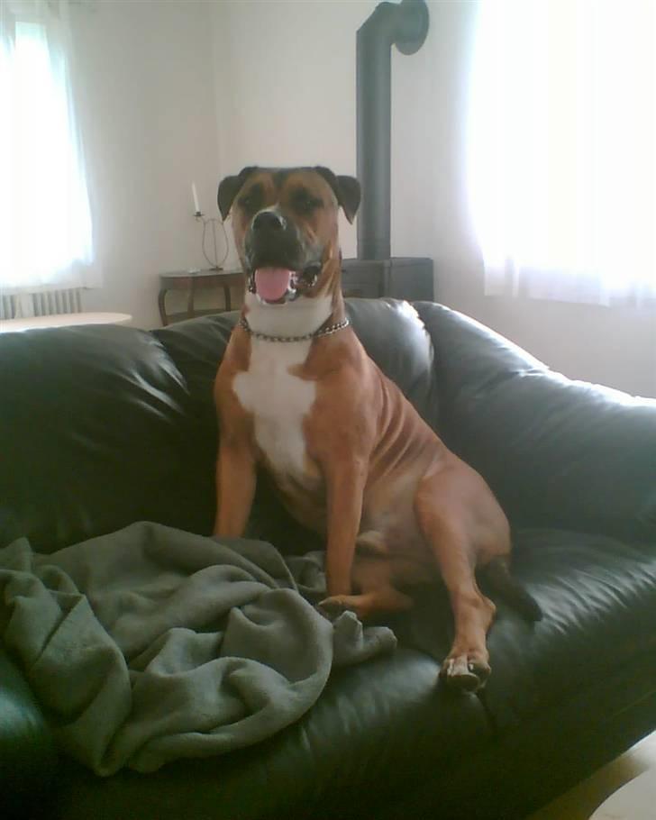 Blanding af racer Shorty - Shorty 2 år...  billede 13