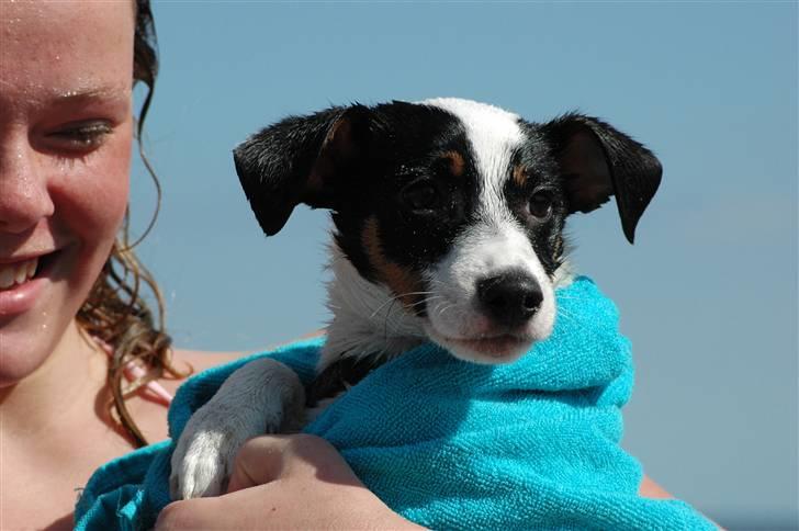 Jack russell terrier Louis billede 7