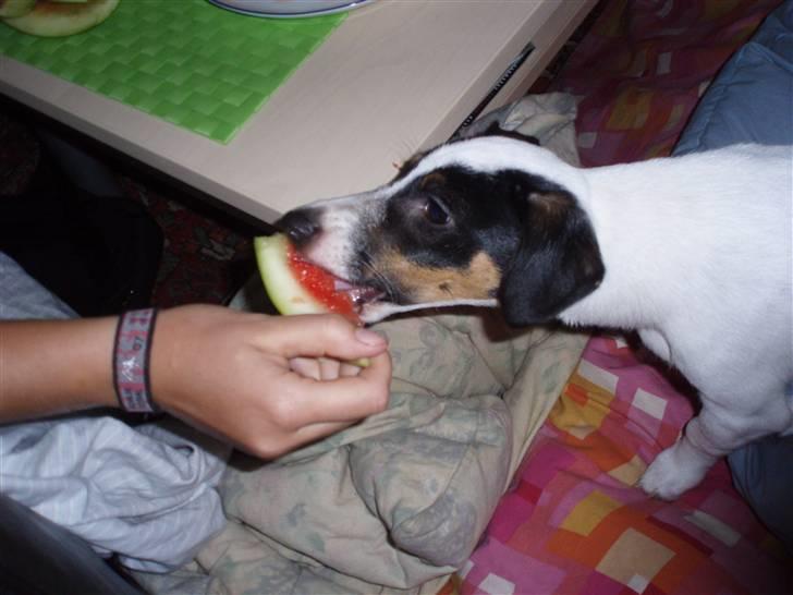 Jack russell terrier Louis billede 8