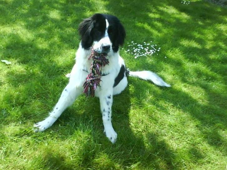 Landseer Pemfo billede 17