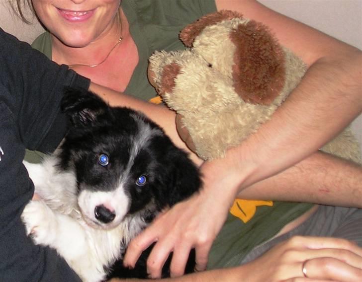 Border collie Tjamp - Dette billede er fra den dag vi hentede Tjamp billede 19