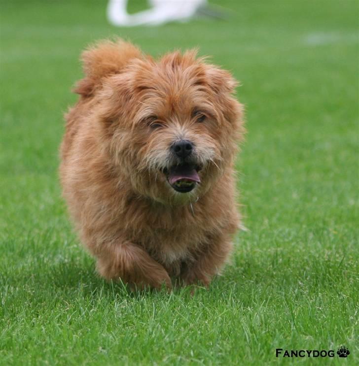 Blanding af racer Møffe  - *taget af Fancydog* billede 19