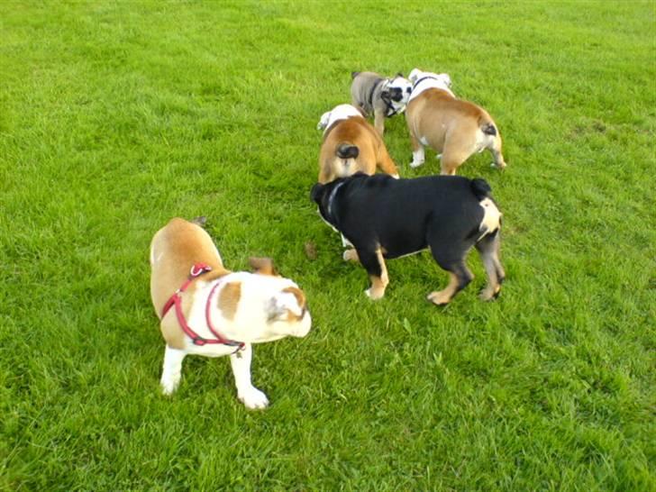 Engelsk bulldog Bella - Bella til sin første hundetræning billede 13