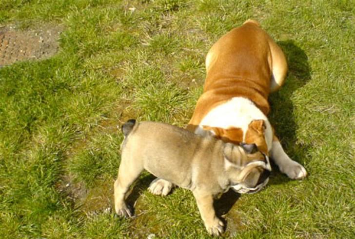 Engelsk bulldog Bella - Bella leger med jimbo billede 14