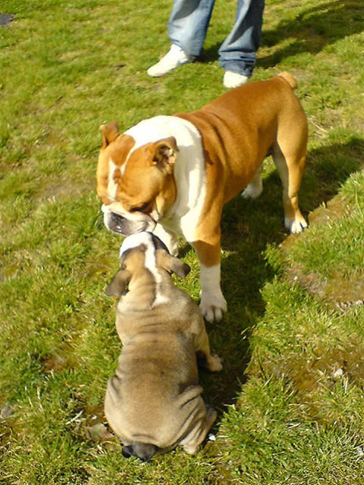 Engelsk bulldog Bella - Hun elsker sin nye legekammerat billede 15