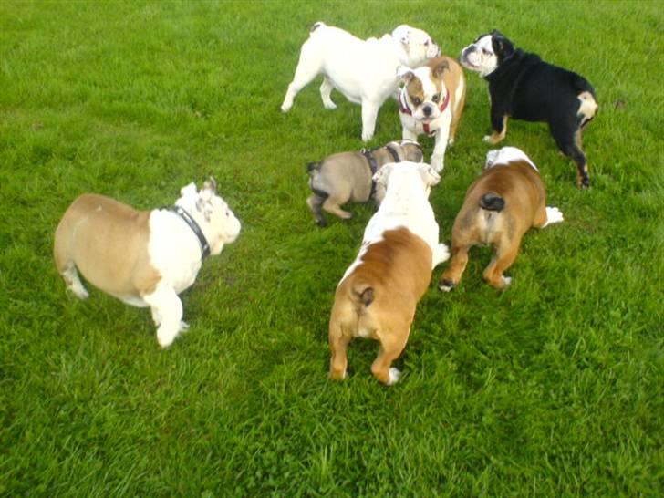 Engelsk bulldog Bella - Bella er ikke bange for nogen!! billede 16