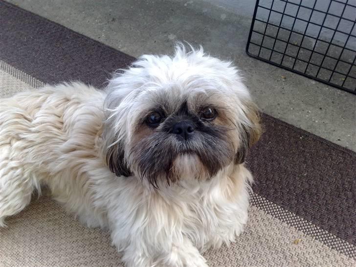 Shih tzu emmma  billede 1