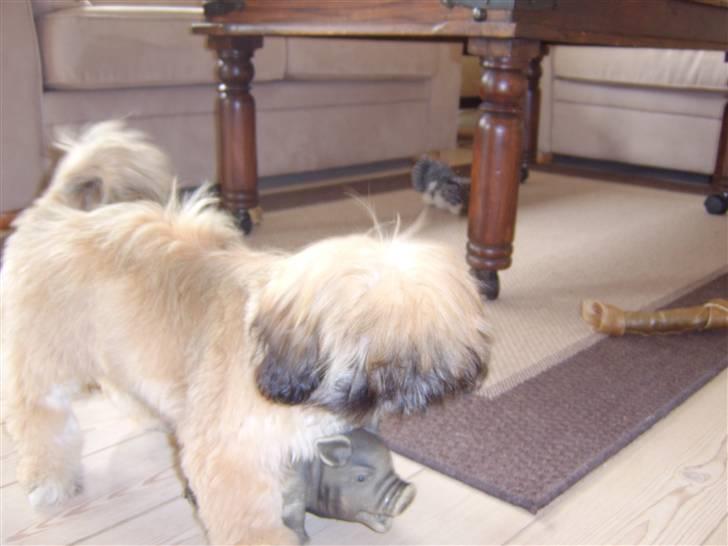 Shih tzu emmma  billede 2