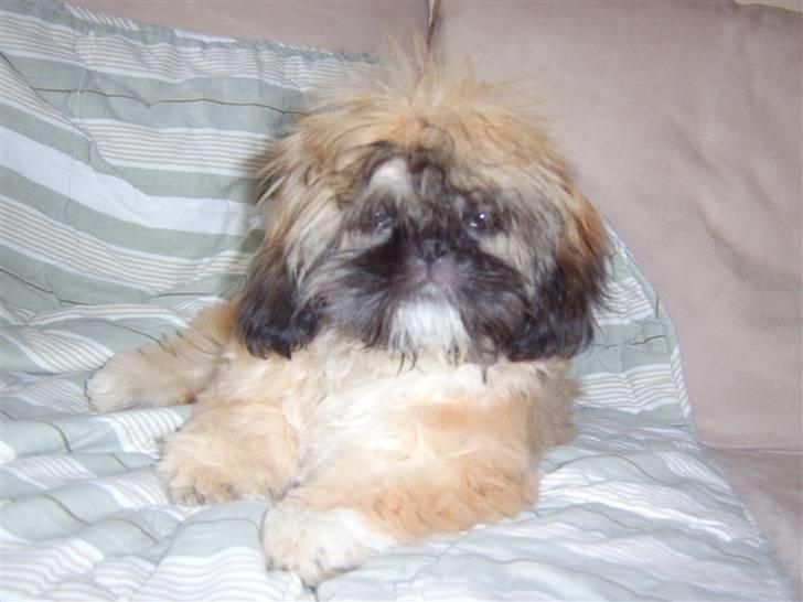 Shih tzu emmma  billede 3