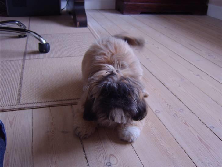 Shih tzu emmma  billede 4