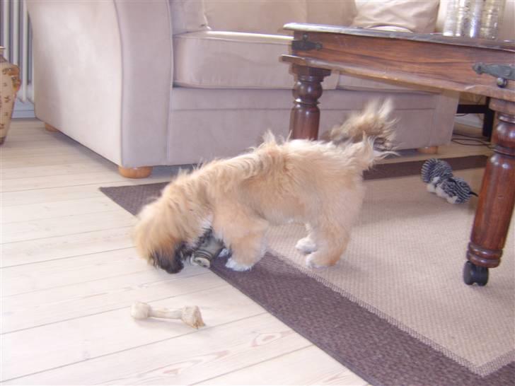 Shih tzu emmma  billede 5