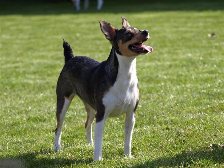 Dansk svensk gaardhund fenja billede 1