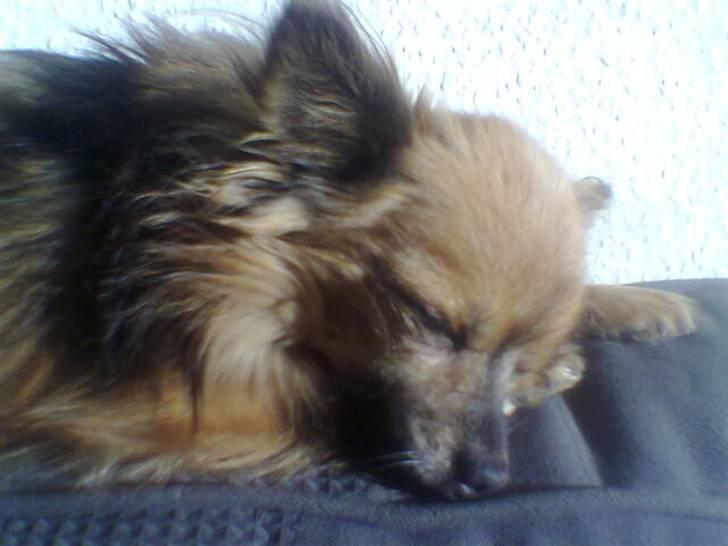 Chihuahua Nikki 1999-2007 - får mig lige en lille lur billede 14