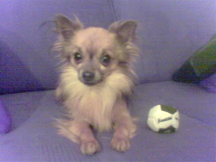 Chihuahua Nikki 1999-2007 - Jeg vil gerne lege ;o) billede 15