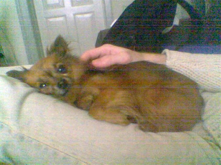 Chihuahua Nikki 1999-2007 - tager mig lige en slapper billede 16