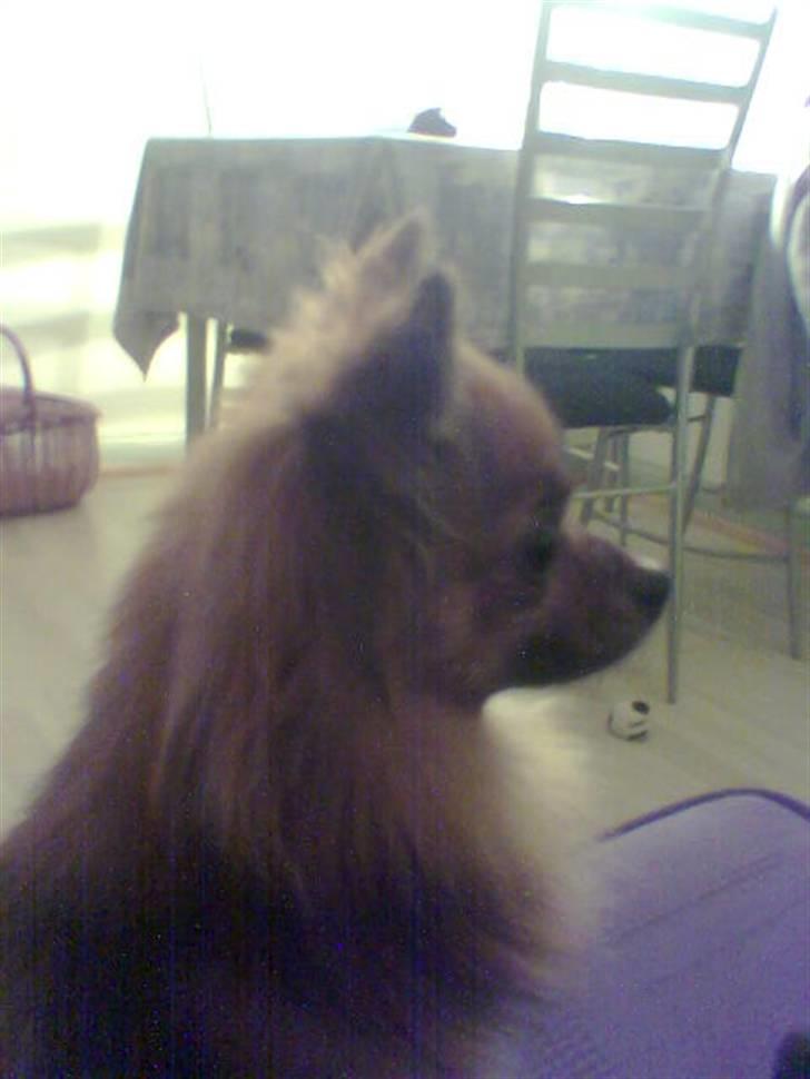 Chihuahua Nikki 1999-2007 billede 17