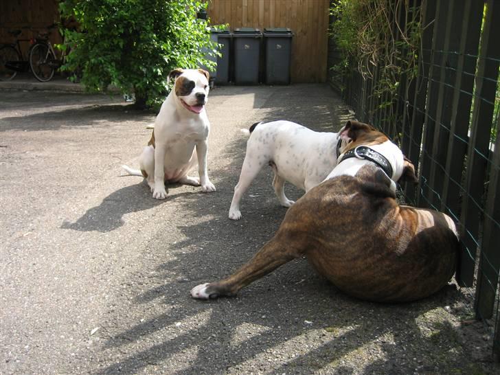 Olde english bulldogge Bullforce møffe billede 15