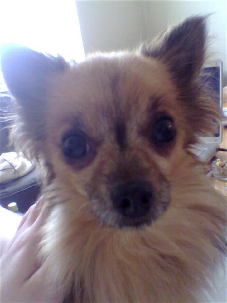 Chihuahua Nikki 1999-2007 - Jeg blev helt forskrækket, for jeg var slet ikk klar over at hun tog et billede billede 18