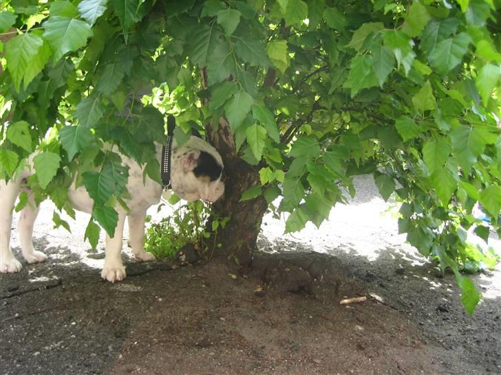 Olde english bulldogge Bullforce møffe - jeg står under træet billede 16