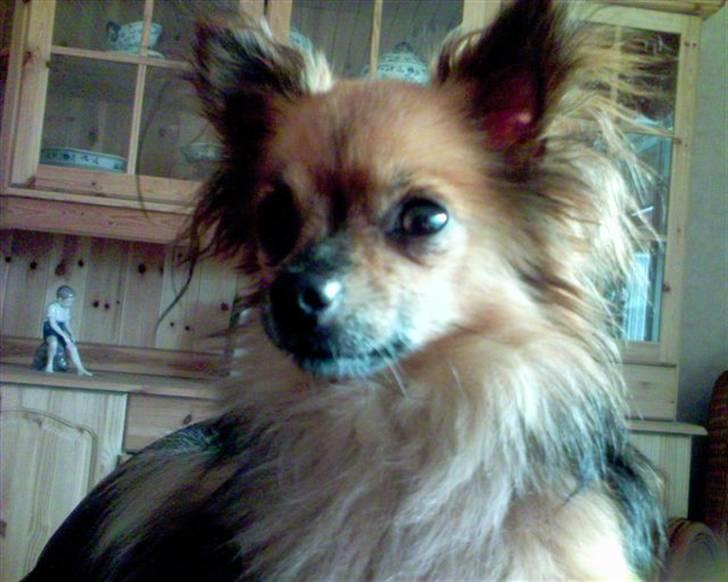 Chihuahua Nikki 1999-2007 - sikke en smuk hund jeg er ;o) billede 19