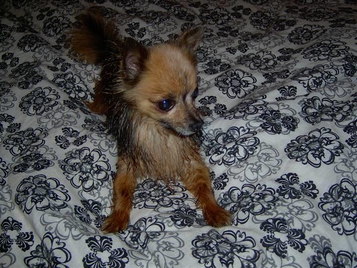Chihuahua Nikki 1999-2007 - Jeg bliver en rigtig vild bølle, når jeg har været i bad billede 20
