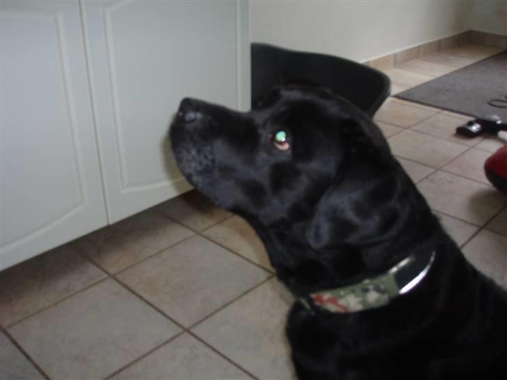 Labrador retriever Burre. aflivet d.27/04 09 billede 4