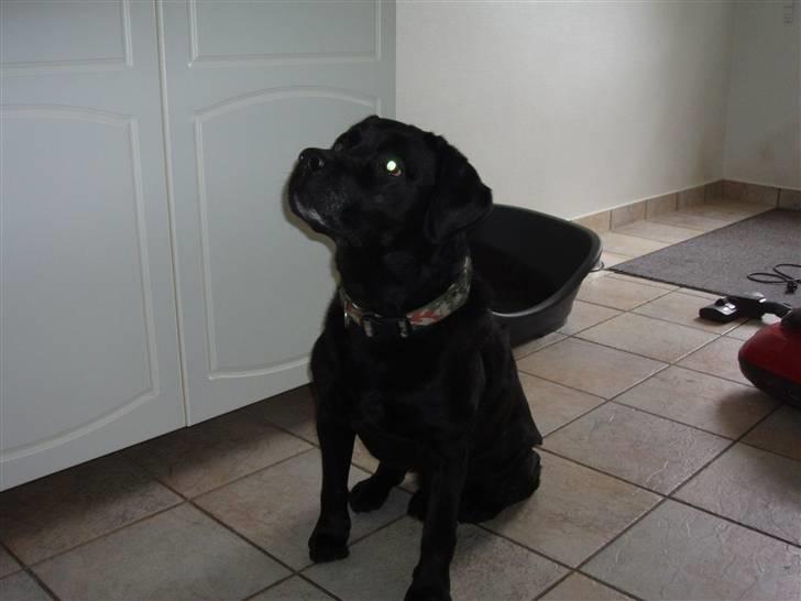 Labrador retriever Burre. aflivet d.27/04 09 billede 5