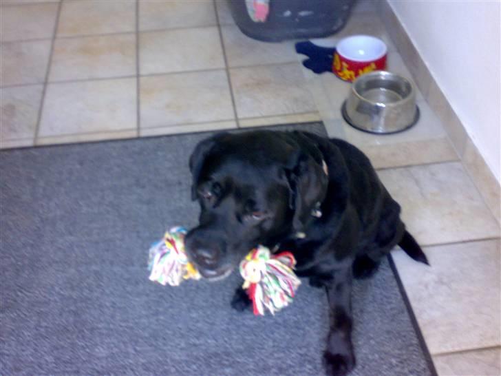 Labrador retriever Burre. aflivet d.27/04 09 billede 6