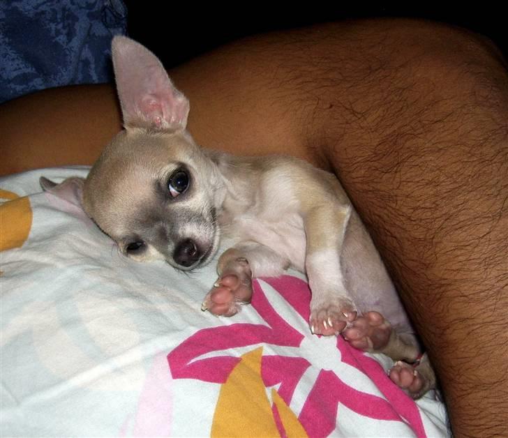 Chihuahua ~ Kelbi ~ - Det her er bare sååå hyggeligt billede 11