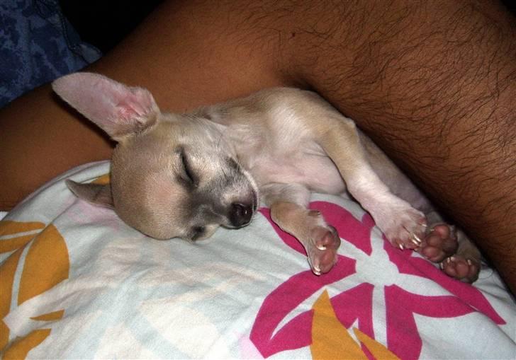 Chihuahua ~ Kelbi ~ - Kelbi sover trygt i "fars" arm billede 12