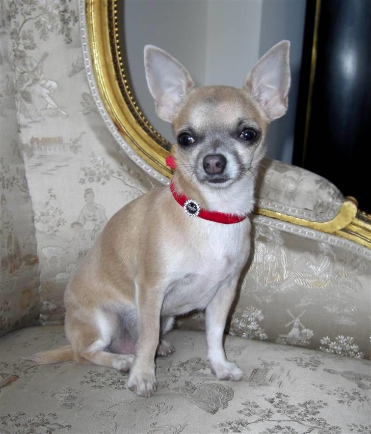 Chihuahua ~ Kelbi ~ - ser jeg ikke bare lidt Royal ud ?? billede 13