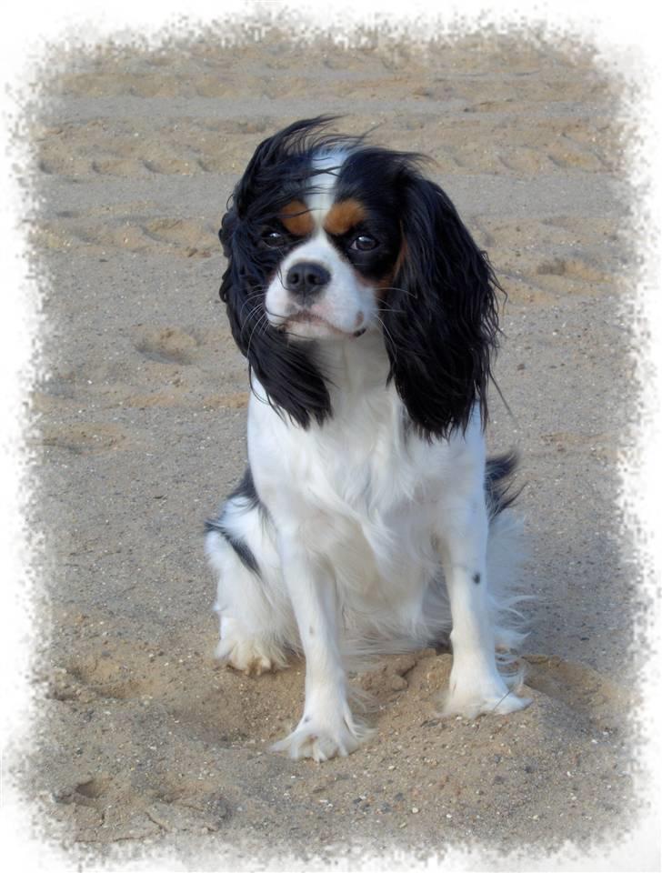 Cavalier king charles spaniel Mitzi billede 1