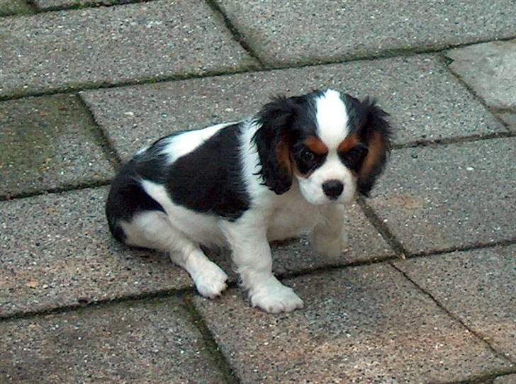 Cavalier king charles spaniel Mitzi billede 2
