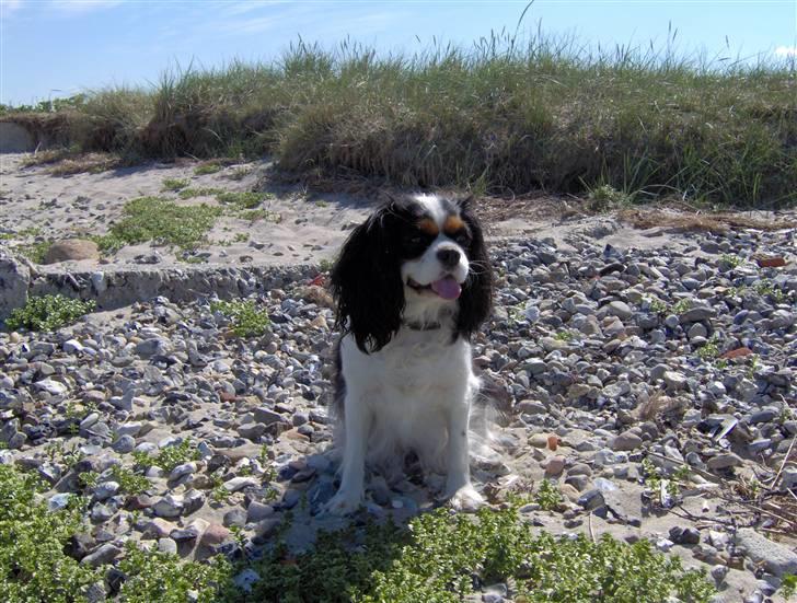 Cavalier king charles spaniel Mitzi billede 3