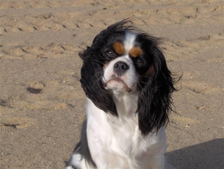 Cavalier king charles spaniel Mitzi billede 4